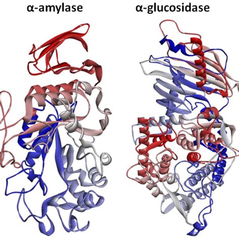 Docking Of 5g With α Amylase And α Glucosidase Download Scientific Diagram