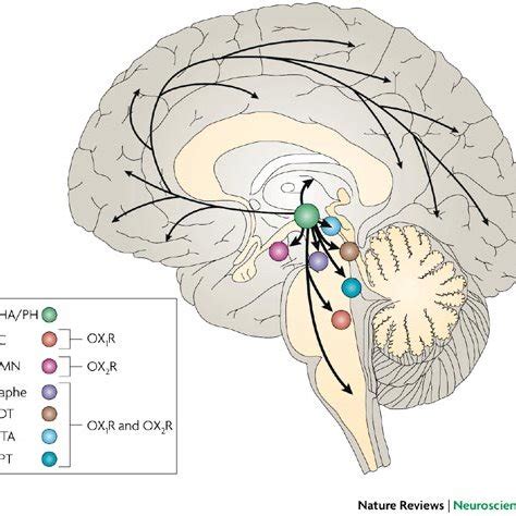 Mechanisms By Which The Orexin System Stabilizes Sleep And