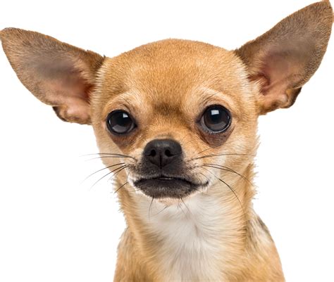 Download Chihuahua Png Hd Transparent Png