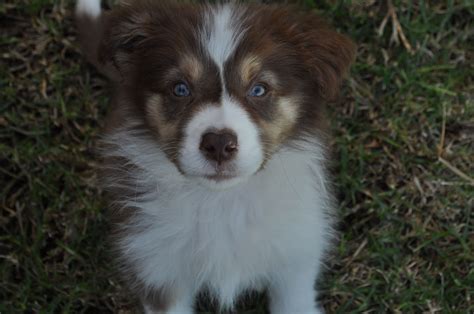 My Chocolate Tri Colour Border Collie Puppy Linkin Border Collie