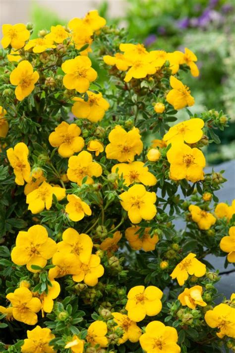 Potentilla Fruticosa Goldstar C Cm