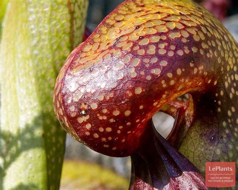 Дарлингтония (Darlingtonia) — описание, выращивание, фото | на LePlants.ru