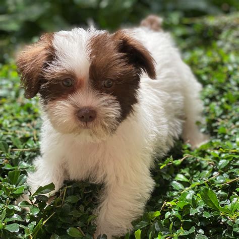 Schnauzer Shih Tzu Puppies