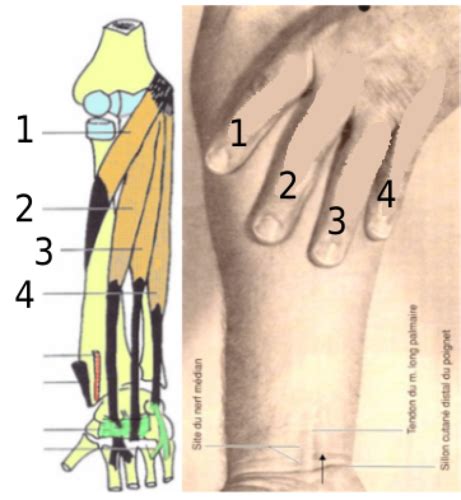 A Anatomie L Avant Bras Muscles Loge Ventrale Cartes Quizlet