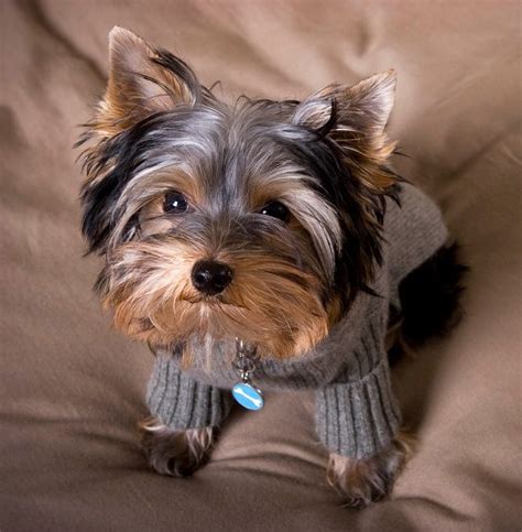 Пин от пользователя Наталья Николаева на доске йорик | Собачки ...