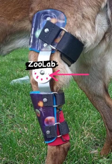 Протезы и ортезы для собак ZooLab