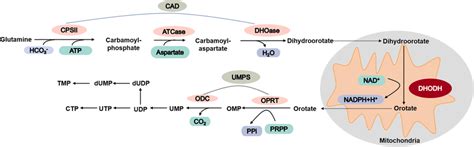 Pyrimidine de novo biosynthesis pathway | Download Scientific Diagram