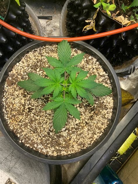 Little update on my water only soil volume experiment. : r/LEDGROWERS