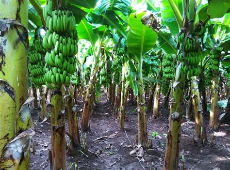 How To Grow Banana Plants How To Grow Bananas Plants Grow Banana Tree