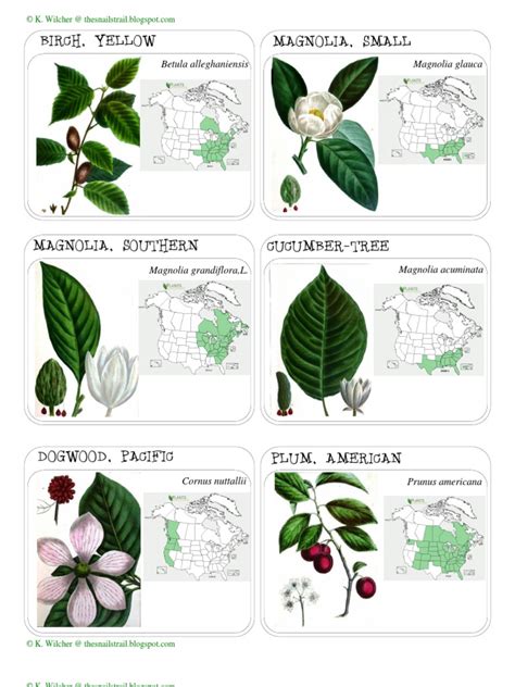 Tree Identification Cards | Flora | Trees