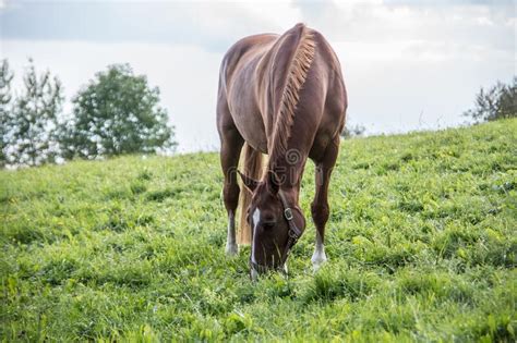 Cavalo Marrom Em Pasto Foto De Stock Imagem De Salgueiro