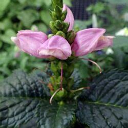 Chelone Hot Lips Turtlehead A Garden Center Duluth Minnesota Plants Trees Shrubs