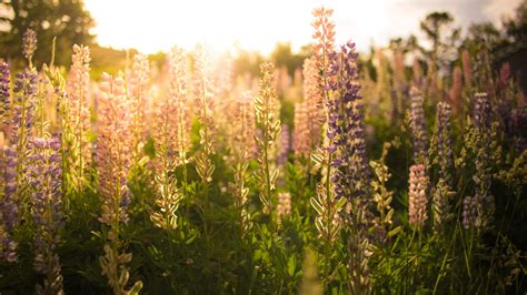 Wallpaper Sunlight Flowers Nature Plants Field Green Lavender