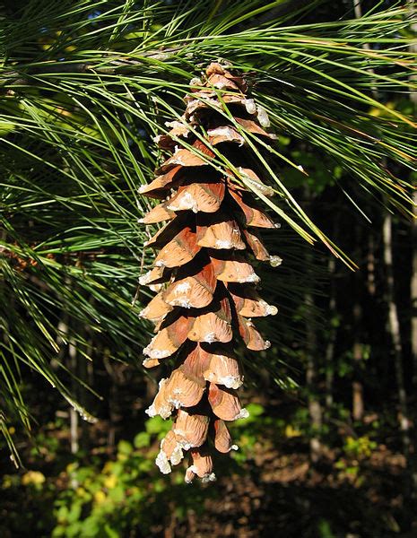 Types Of Pine Cones