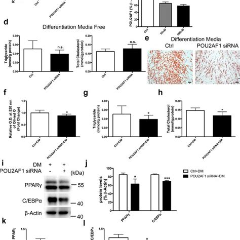 POU2AF1 Overexpression Promoted HMSCs Spontaneous Adipogenic