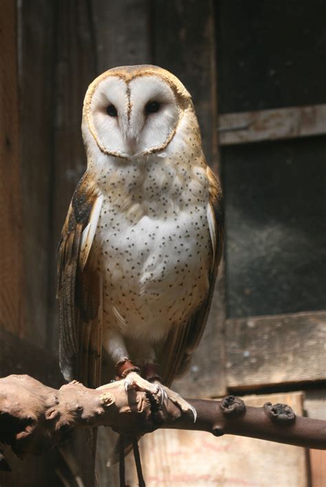 Barn Owl | Owl, Barn owl, Birds