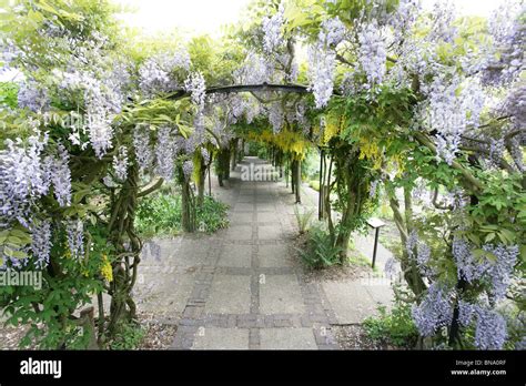 Laburnum arch hi-res stock photography and images - Alamy