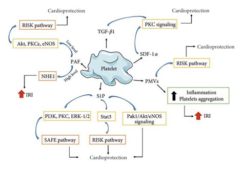 Cardioprotective Role Of Platelets In Ischemia Reperfusion Injury