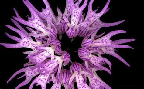 Care Naked Man Orchid Orchis Italica Flowersvideo