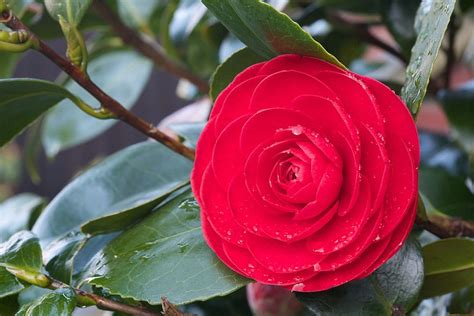 Red Formal Double Camellia Flower With Droplets After Rain Camellia