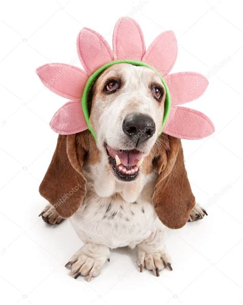 Basset Hound Dog Wearing a Flower Head Band — Stock Photo ...