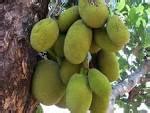 Untung Petani Cara Budidaya Buah Nangka