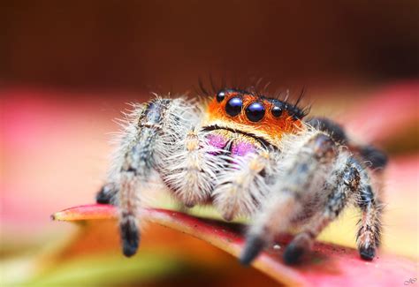 Phidippus regius - Phyliok. | Reptile Forums