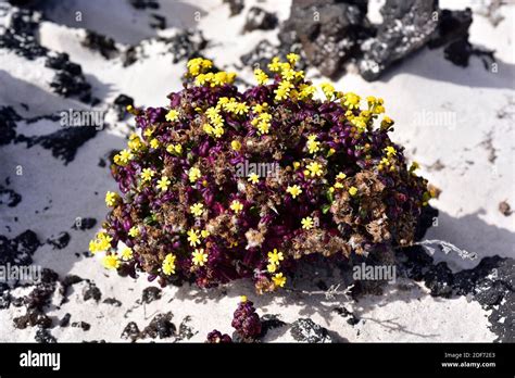 Senecio Leucanthemifolius Falcifolius Hi Res Stock Photography And