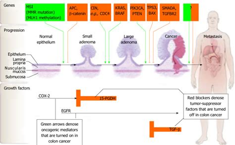 Colorectal Cancer Pathways