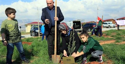 AFRİNE DESTEK İÇİN ZEYTİN FİDANI