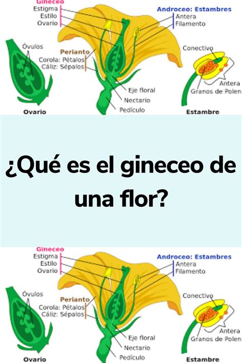 Qué es el gineceo de una flor Tipos de flores Partes de la flor