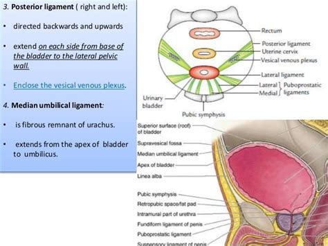 Gross Anatomy Of Urinary System Ii