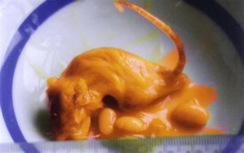 Photos Deep Fried Rat In Your Kfc Here Are Some Other Disgusting Food