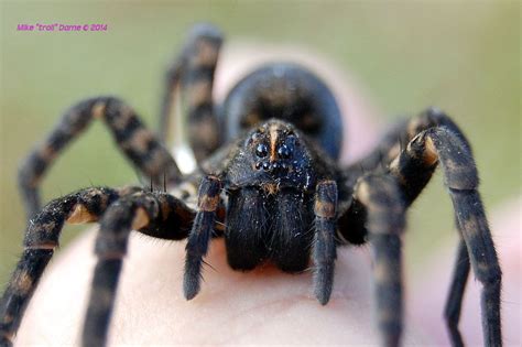 Tiger Wolf Spider Matbio Arachnids Matanzas Biodiversity Inaturalist