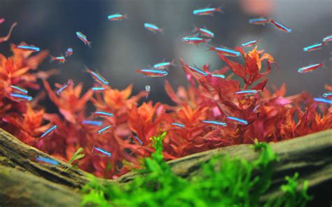 26 Most Popular Tetra Fish Types (With Pictures) - AquariumNexus