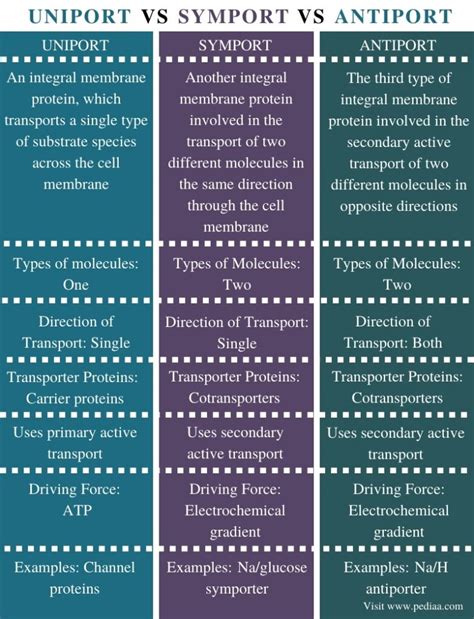 What is the Difference Between Uniport Symport and Antiport - Pediaa.Com