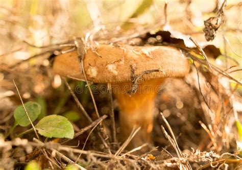 Edible Fungus Grows in the Woods Stock Image - Image of autumn, fungi ...