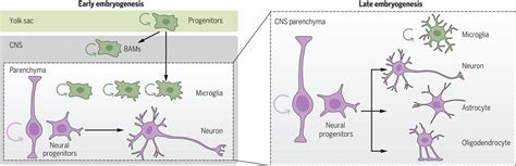 Microglia And Early Brain Development An Intimate Journey Science