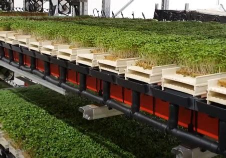 Microgreen Farm Setups: Top 7 Innovative Designs For Optimized Growth