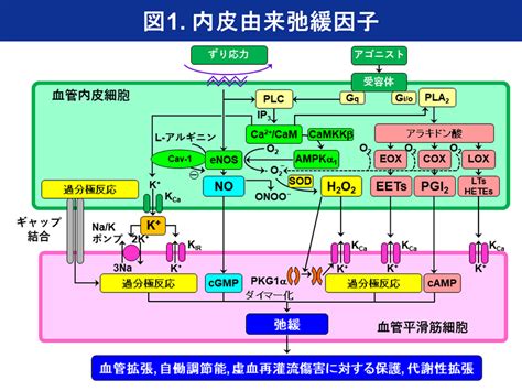 血管内皮機能研究｜東北大学病院 - 循環器内科