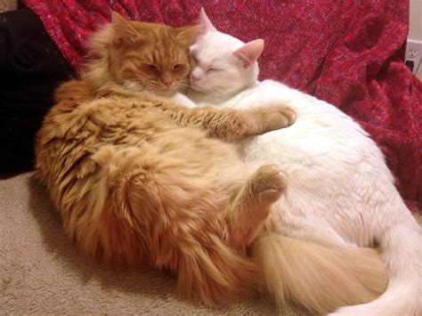 Cuddling Cats - Cats Photo (36608134) - Fanpop