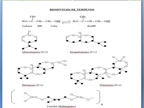 Clase Aceites Esenciales Ppt