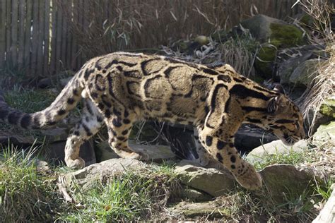 Clouded Leopard/ Neofelis nebulosa - ZooChat