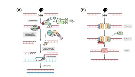 Brca And Dna Damage Repair A Double Strand Break Dsb Repair By