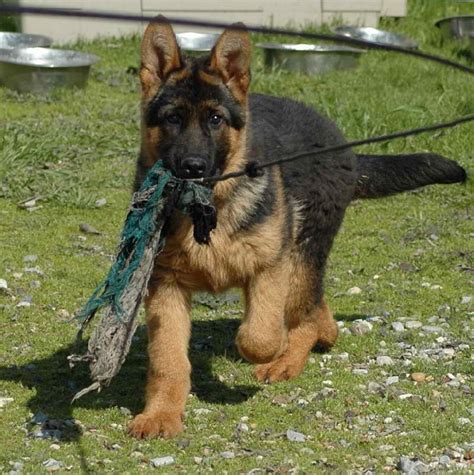 German Shepherd Dog Training | PETSIDI