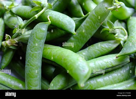 Garden Pea Pisum Sativum Ripe Hi Res Stock Photography And Images Alamy