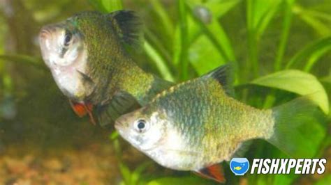 Green Tiger Barbs Care - Fishxperts