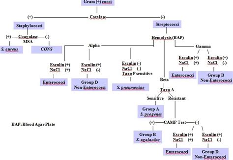 Gram Positive Bacilli Chart