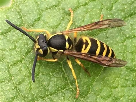 Common Texas Wasps Green Nature