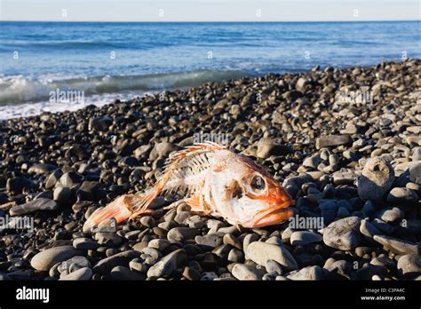 Живая рыба в мертвом море - 88 фото